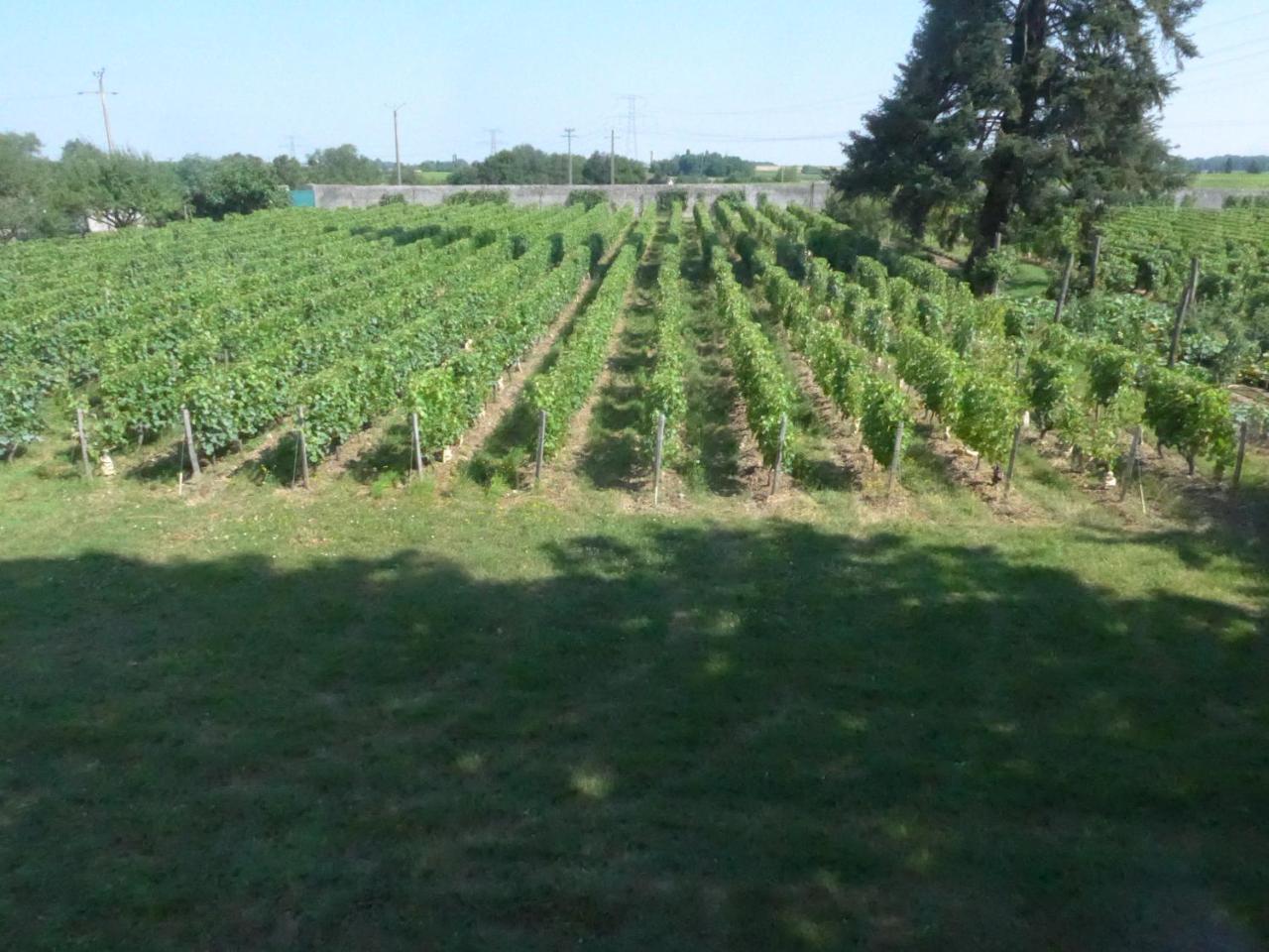 Au Clos De L'Epinay Vouvray Exteriör bild